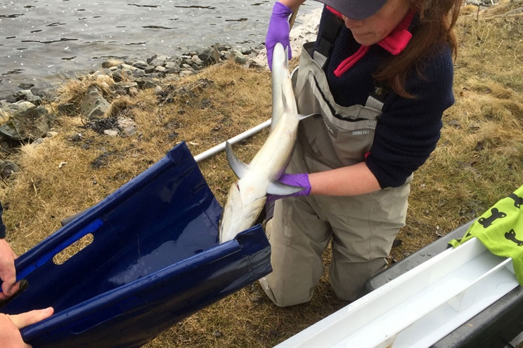 Will guide tired salmon back to sea